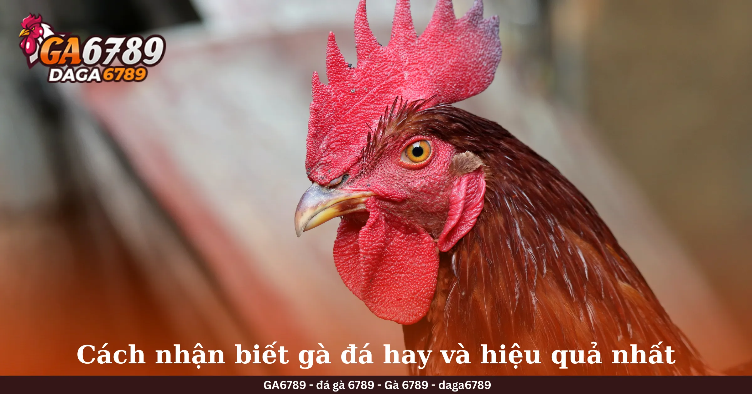 Cách nhận biết gà đá hay và hiệu quả nhất Hướng dẫn nhận biết lối gà chọi hay nhất