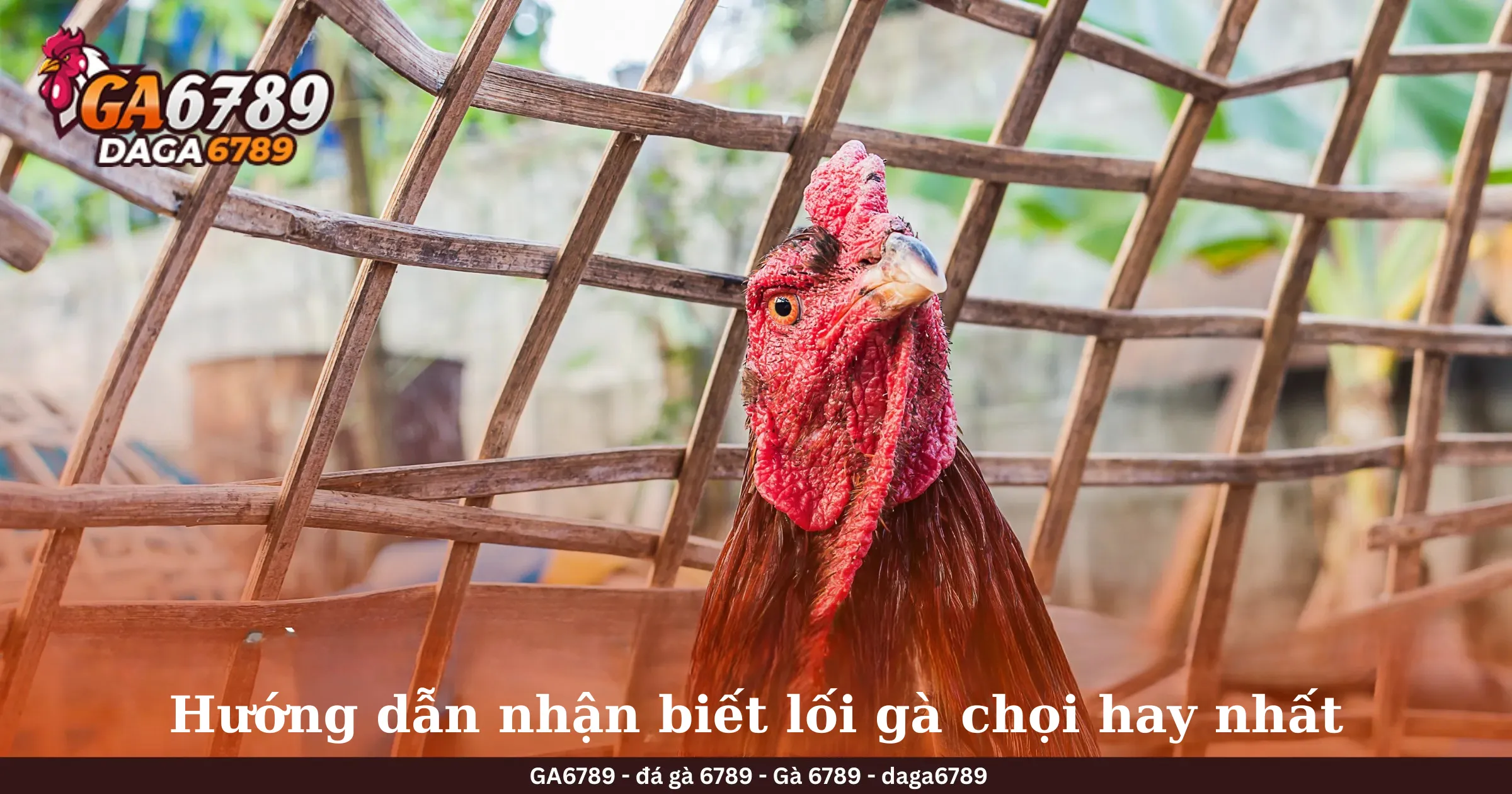 Hướng dẫn nhận biết lối gà chọi hay nhất Hướng dẫn nhận biết lối gà chọi hay nhất