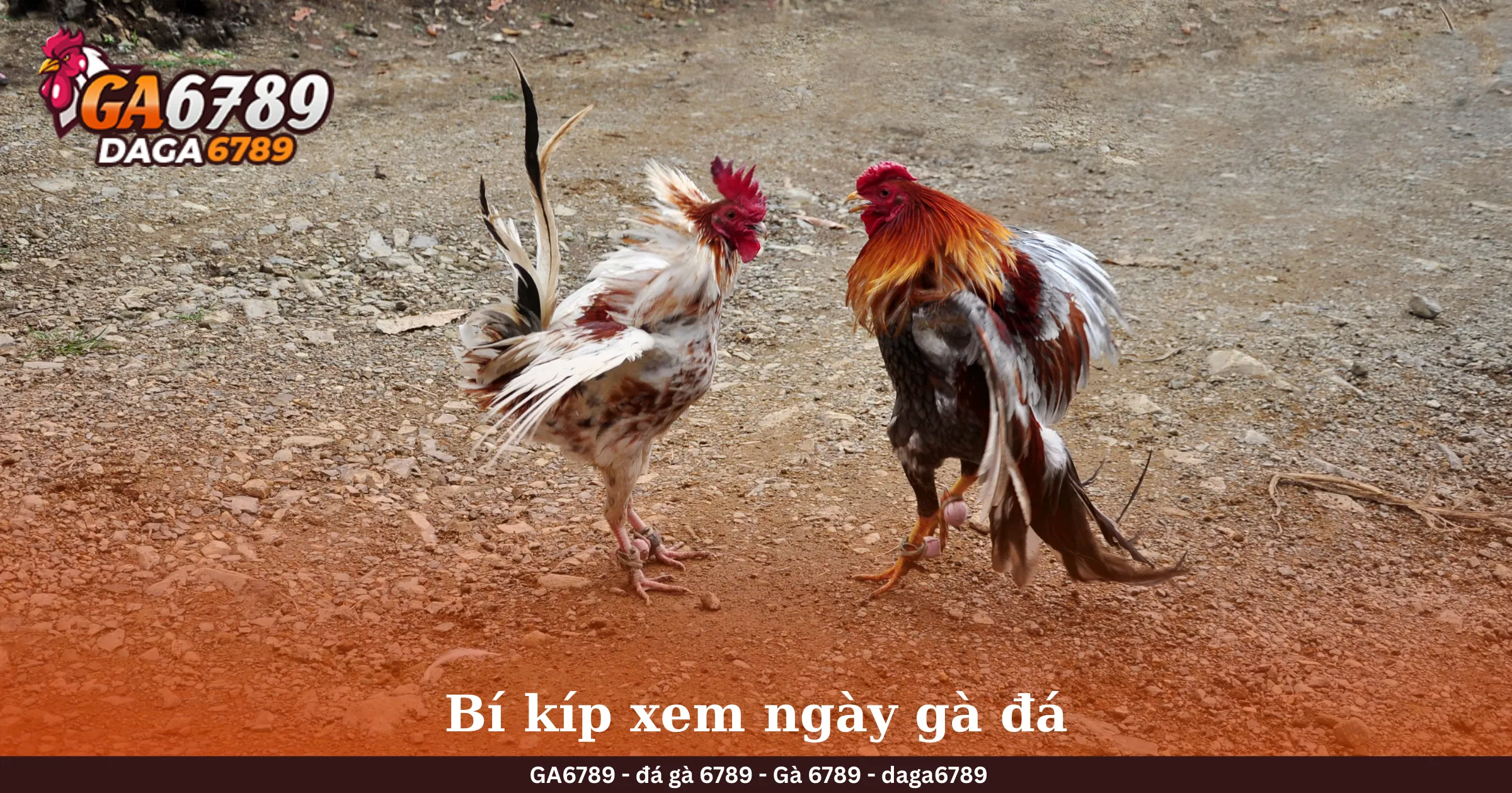 Bí kíp xem ngày gà đá Bí kíp xem ngày gà đá