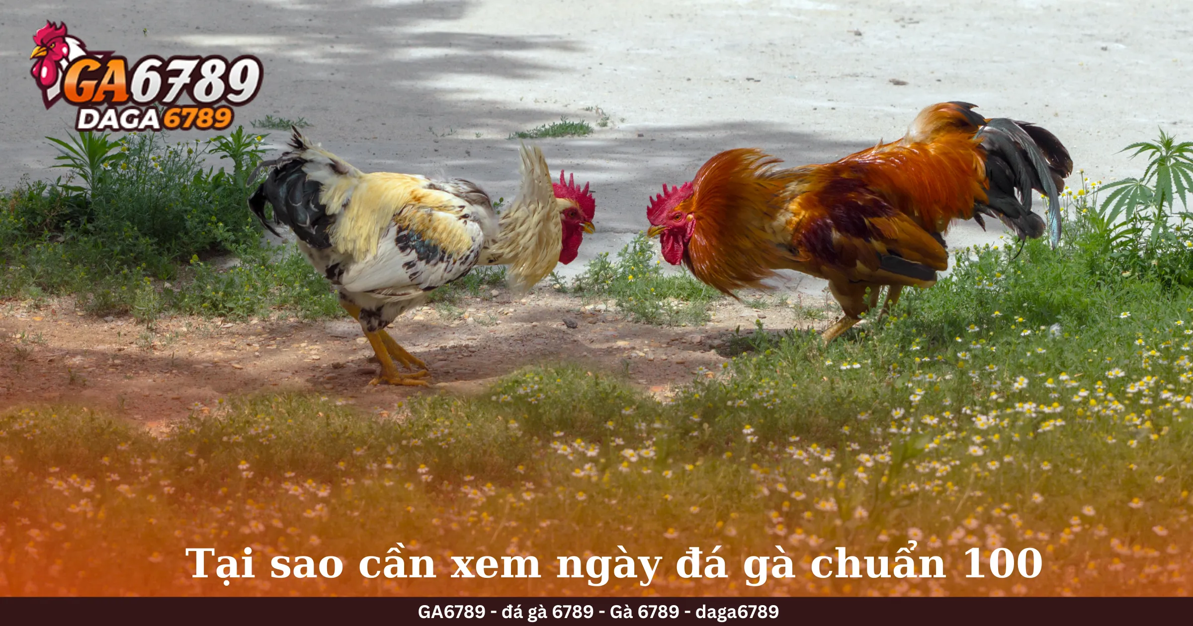 Tại sao cần xem ngày đá gà chuẩn 100 Tại sao cần xem ngày đá gà chuẩn 100