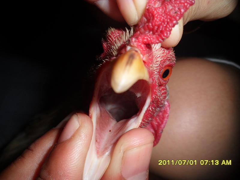 Đặc điểm nổi bật của giống gà đoản thiệt